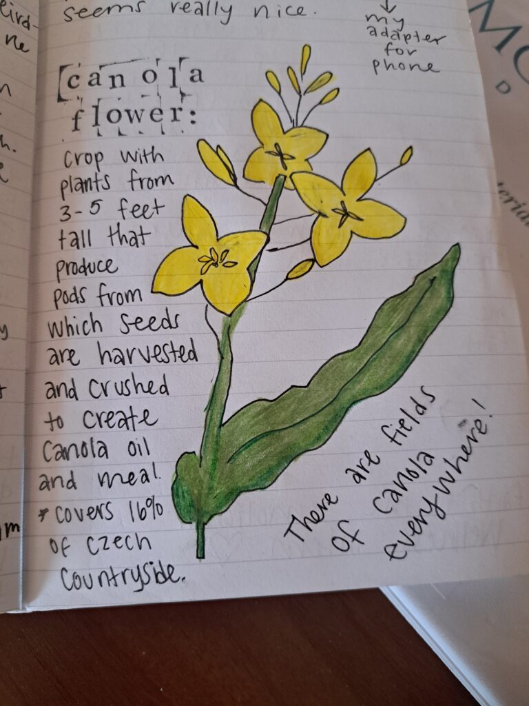 Canola Flower drawing